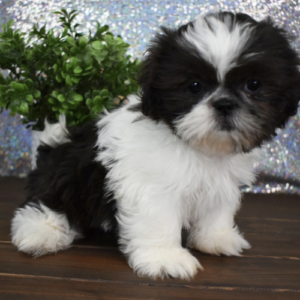BAILEY