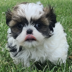 BAXTER