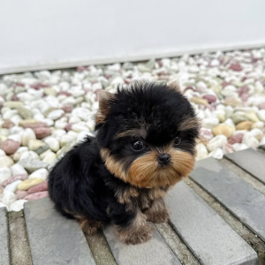 COBY
