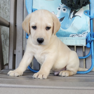 FINN
