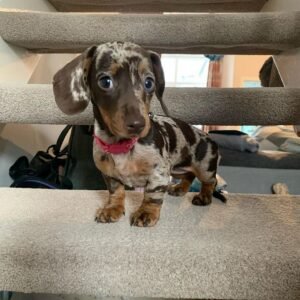 MAISY