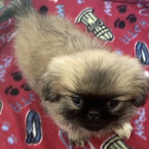 MITZIE