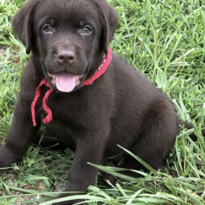 PAWLOUI